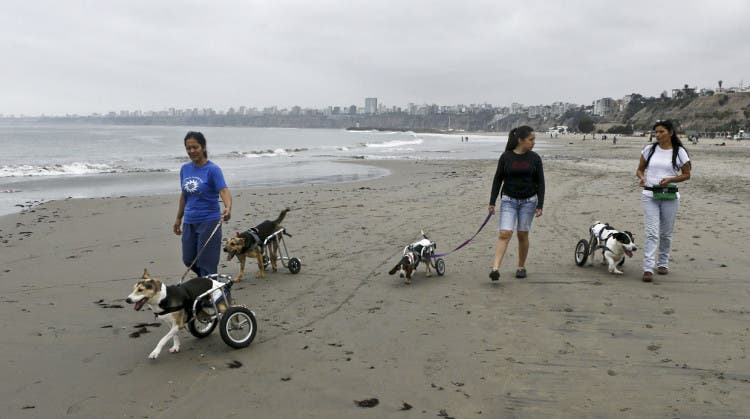 Sara Moran y otras dos voluntarias con sus perros