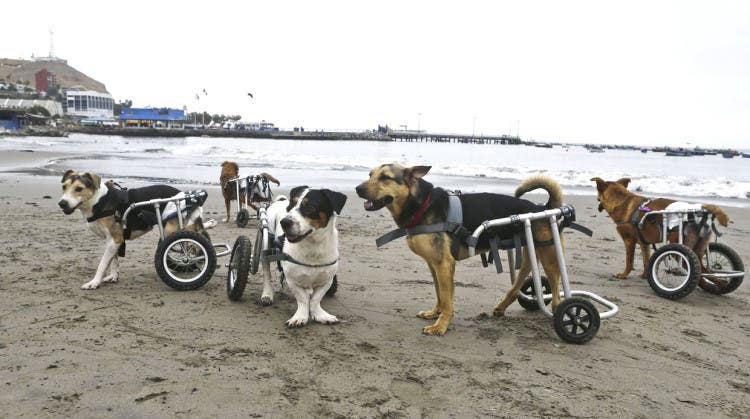 Perros paraplégicos en la playa de Pescadores, Perú