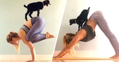 Esta cabra no se separa de su dueña, hasta el punto de practicar yoga pegada a ella
