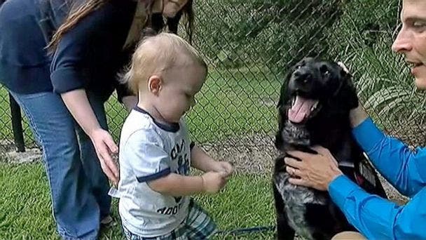 perro-alerta-sobre-abusos-a-nino1