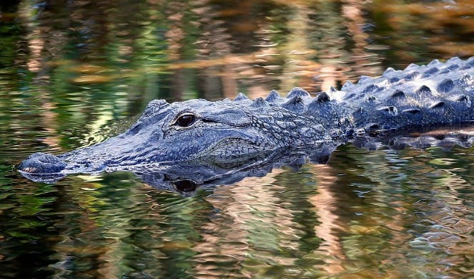 nino-accidente-disney-caiman4