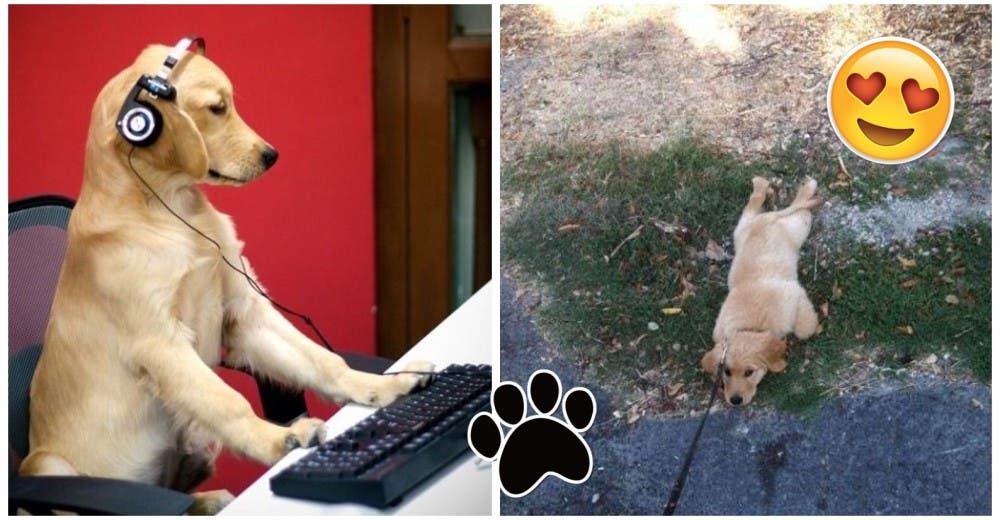¿Cuál es la cosa más curiosa que has visto hacer a un perro? Las 7 mejores respuestas aquí ¿Cuál es la cosa más curiosa que has visto hacer a un perro? Las 7 mejores respuestas aquí