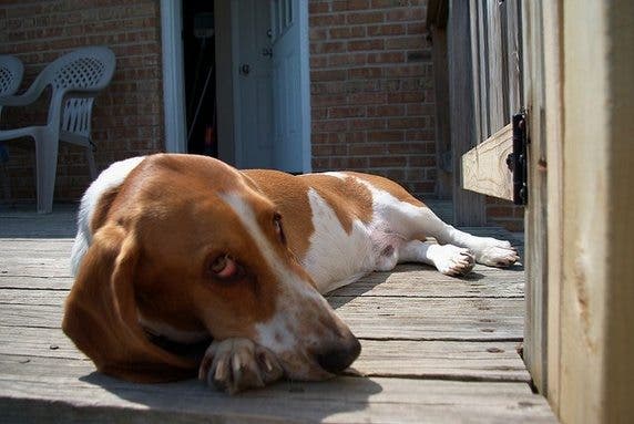 cosas-curiosas-que-hacen-los-perros3