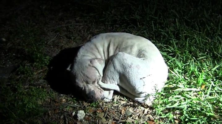 nueva-vida-para-perrito-rescatado1