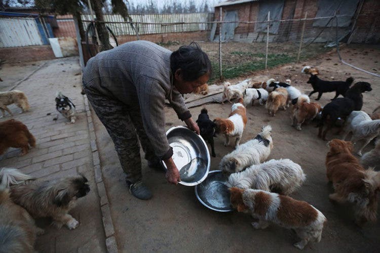 anciana-china-cuida-1300-perros-3