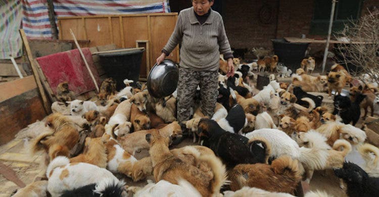 anciana-china-cuida-1300-perros-7