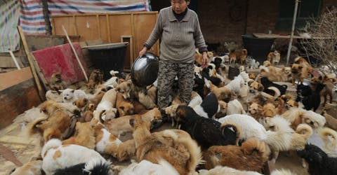 La grandiosa labor que hacen 5 ancianas chinas por 1.300 perros callejeros