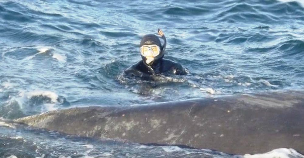 La emotiva reacción de una angustiada ballena en apuros tras ser salvada por unos rescatistas