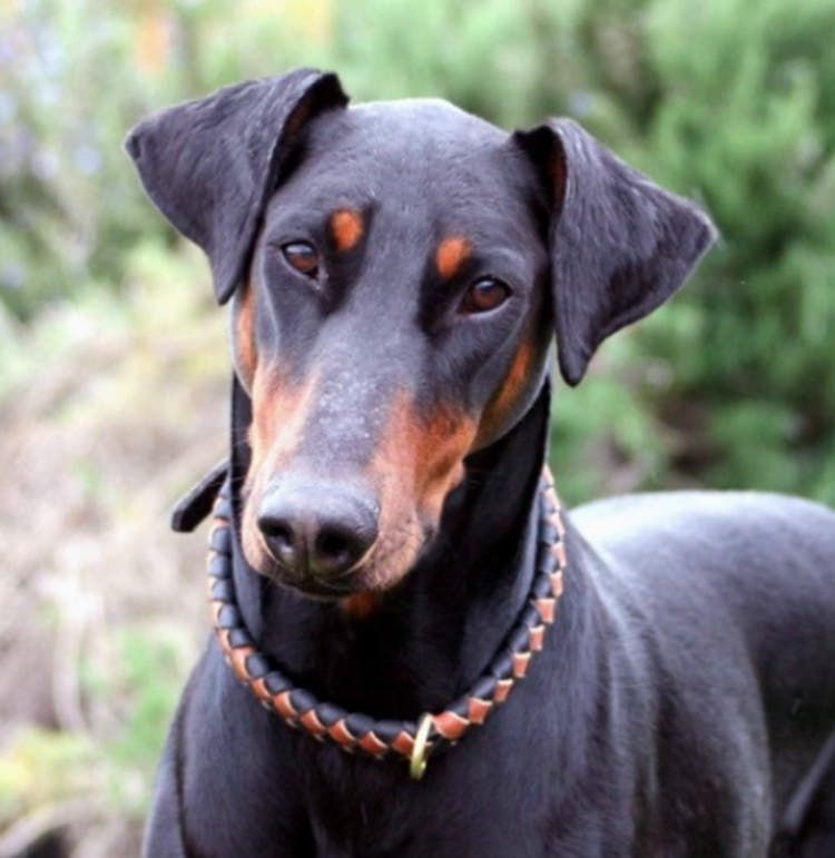 doberman-defiende-familia-de-4-cobras-4