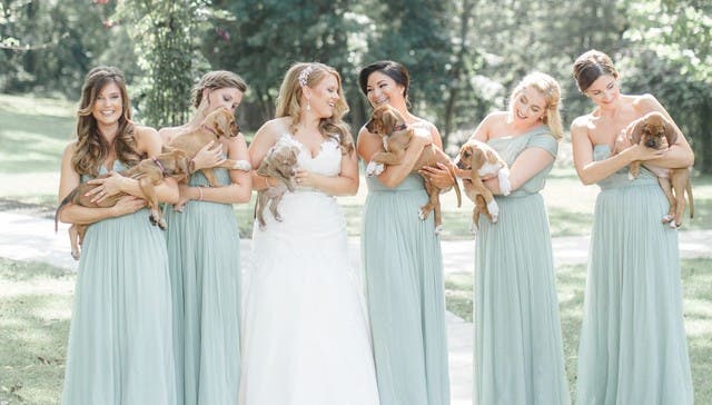 boda_con_perritos_1