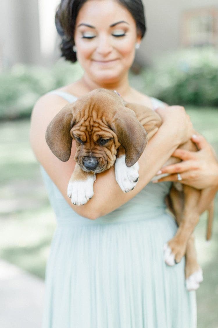 boda_con_perritos_2