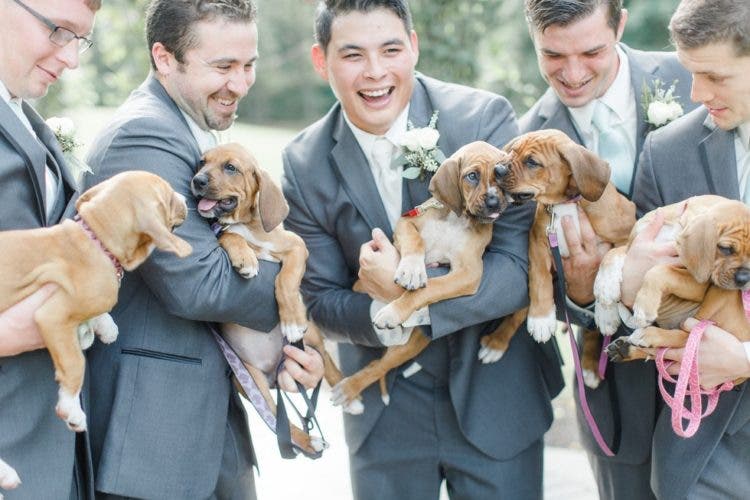 boda_con_perritos_5