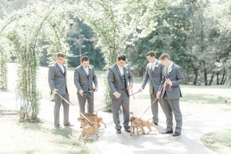 boda_con_perritos_6