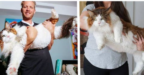 El gato más grande de NY pesa 13 kilos y está a punto de robarse tu corazón