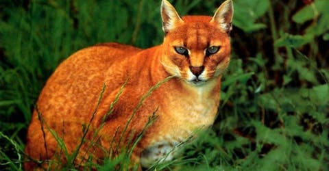 26 extraordinarias especies felinas que lamentablemente están en peligro de extinción