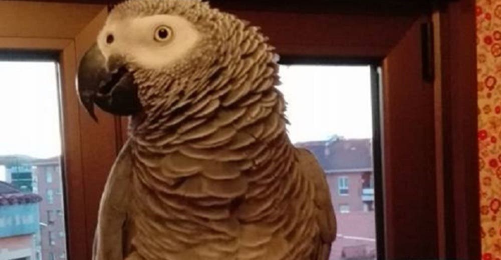 Berritxu, el loro más hablador y peculiar del mundo que está arrasando en Internet Berritxu, el loro más hablador y peculiar del mundo que está arrasando en Internet