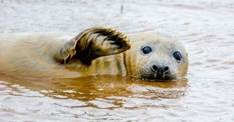 Las 16 fotos de animales que han sido reconocidas como las más divertidas del mundo