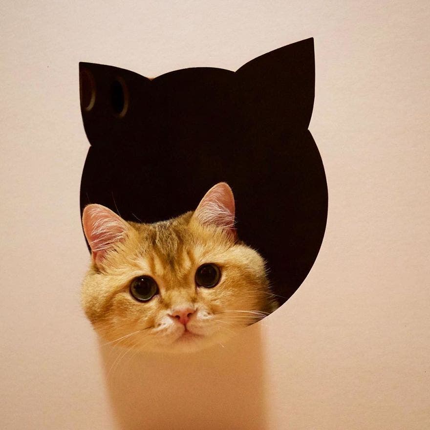 Котик квадратик. Квадратная кошка. Кот в квадрате. Кот с квадратными глазами. Хосико кот.