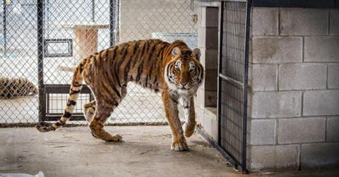 Este tigre de bengala vivió muchos años de sufrimiento y no creerás cómo se transformó