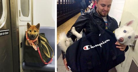 Estos dueños aman tanto a sus mascotas que han usado su ingenio a la hora de transportarlos