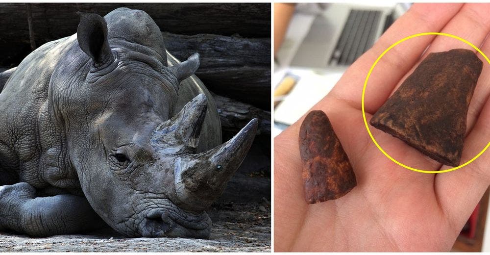Fabrican cuernos de rinoceronte idénticos a los originales para combatir el tráfico de marfil