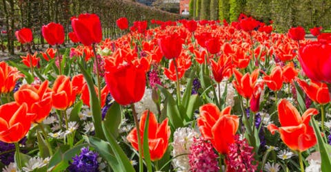 Prepárate para ver las imágenes de Keukenhof, el jardín más espectacular del mundo