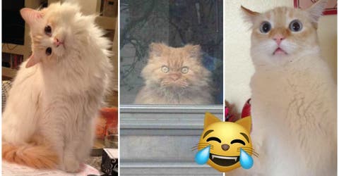 18 pruebas irrefutables de que es imposible aburrirse cuando hay gatitos cerca