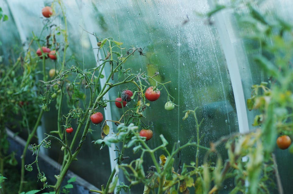No compres más tomates cherry... ¡Aprende a cultivarlos, es muy fácil