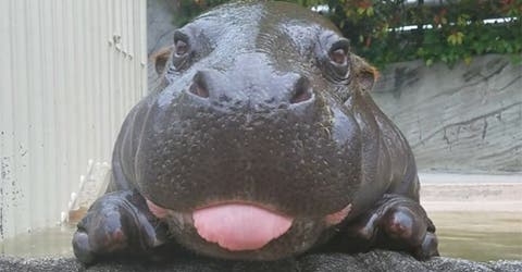 Después de ver a estos 10 adorables hipopótamos bebés se alegrará tu día
