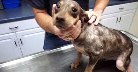 A este perrito todos los veían como un «monstruo» pero un veterinario sí le dio una oportunidad