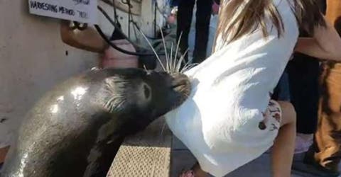 El estremecedor momento en el que un león marino empuja a una niña al agua con su boca