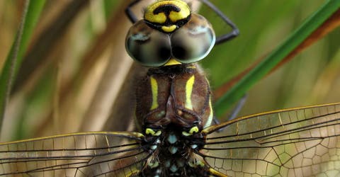 No podrás creer lo que hacen las libélulas hembras para evitar el acoso sexual de los machos