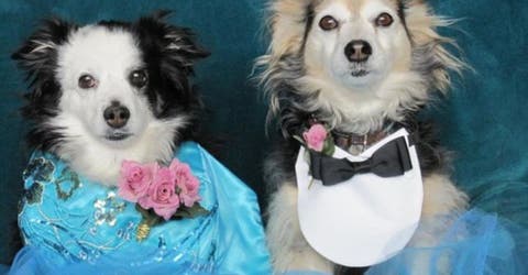 Organizaron un «baile de graduación» para perros ancianos por una grandiosa causa