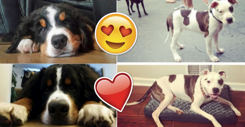 18 cachorros convertidos en adorables perritos adultos – Contenido demasiado tierno