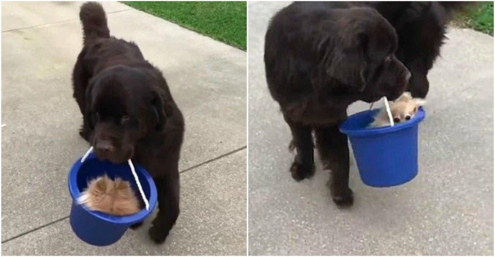 Este perro y lo que traslada dentro del cubo azul están enloqueciendo las redes Este perro y lo que traslada dentro del cubo azul están enloqueciendo las redes
