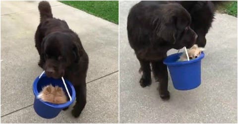 Este perro y lo que traslada dentro del cubo azul están enloqueciendo las redes