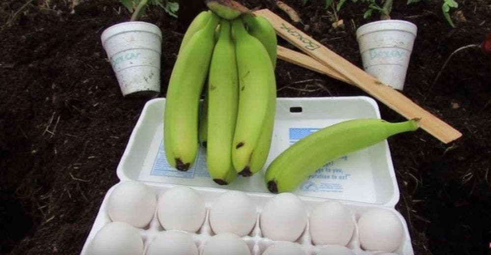 Un hombre plantó un huevo junto a un plátano y el resultado está sorprendiendo a muchos