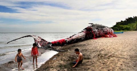 Lo que se escondía detrás de la «ballena muerta» encallada en la orilla desconcertó a todos
