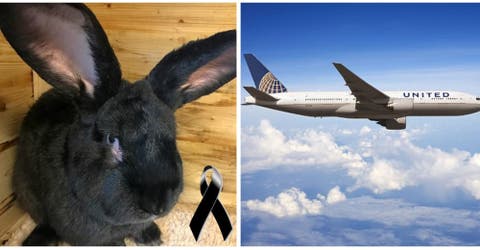 POLÉMICA – United Airlines se enfrenta a un escándalo por la muerte de un conejo gigante
