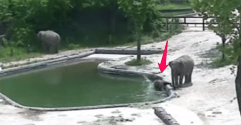 Su pequeño elefante estaba a punto de ahogarse tras caer en la piscina y así le salvaron la vida