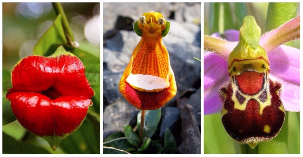 Parecen bocas y calaveras pero son las 10 flores más extrañas del mundo