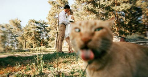 10 momentos en los que un gato sinvergüenza se coló en la foto y la hizo perfecta