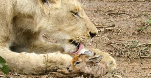 La inusual forma en la que este león trata a un pequeño antílope deja a todos perplejos