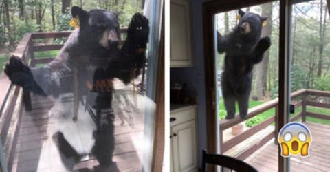 Una mujer atrae sin saberlo a un enorme oso hasta la puerta de su casa