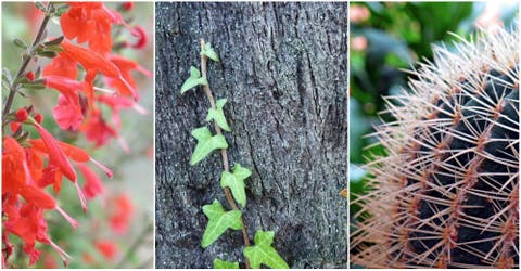 Las 10 plantas que atraen energía positiva y te ayudan a vivir mejor