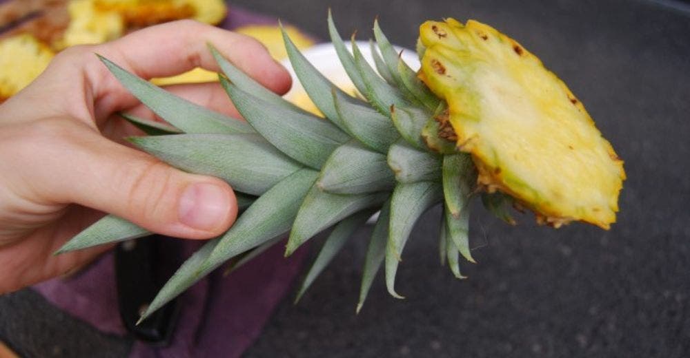 Aprende cómo plantar una piña en casa usando los restos de la fruta