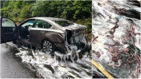 Más de 3 toneladas de anguilas causaron el accidente de tránsito más insólito que hemos visto