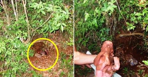 A este pobre bebé recién nacido su desalmada madre lo abandonó enterrándolo en el bosque