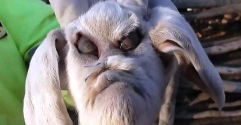 Esta cabra nació en una provincia de Argentina y conmocionó a todos por su extraña condición
