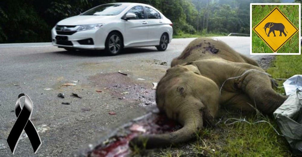 ESTREMECEDOR – Un pequeño elefante fue arrollado en Malasia junto a una señal de precaución ESTREMECEDOR – Un pequeño elefante fue arrollado en Malasia junto a una señal de precaución